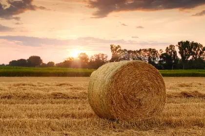 Straw